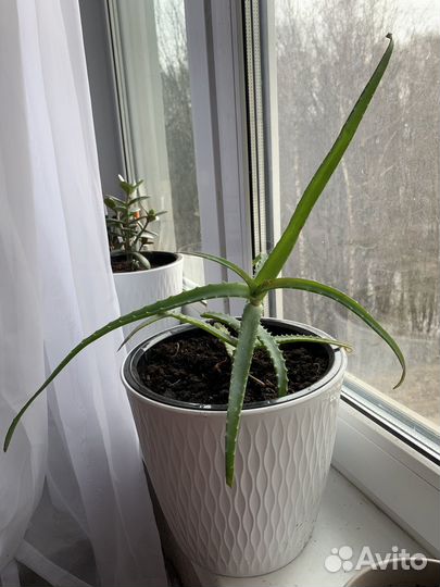 Алоэ 3 года лечебное