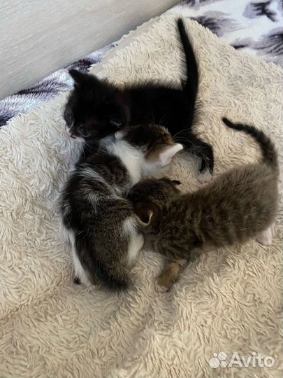 Котята в добрые руки