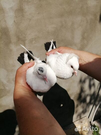 Продам голубей