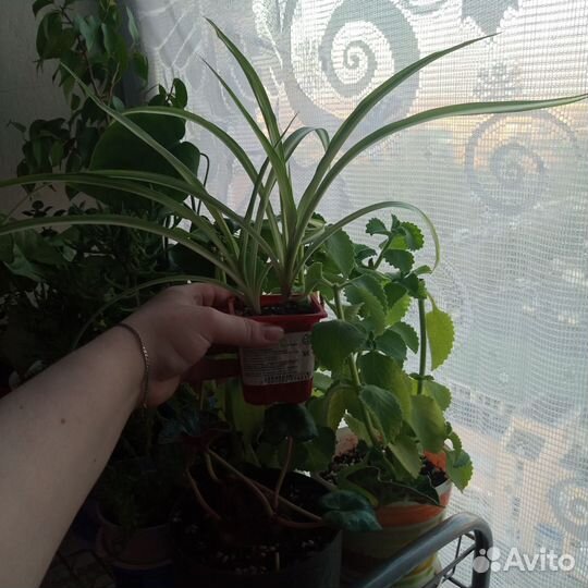 Комнатные цветы