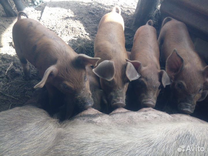 Продаю поросят