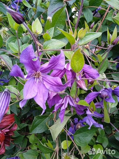 Саженцы клематиса