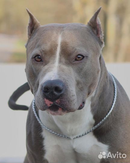 Вязка Стаффордширский терьер