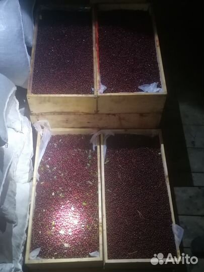 Брусника