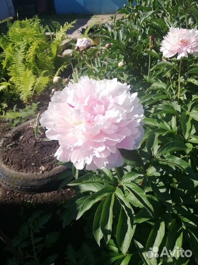 Зерно пшеница