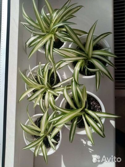 Доллоровое дерево. Аллое вера. Пеларгония