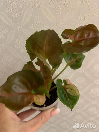 Сингониум Клубничный Лед