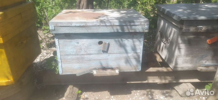 Ульи с пчелами