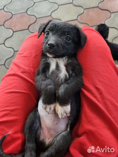 Собака в добрые руки щенок