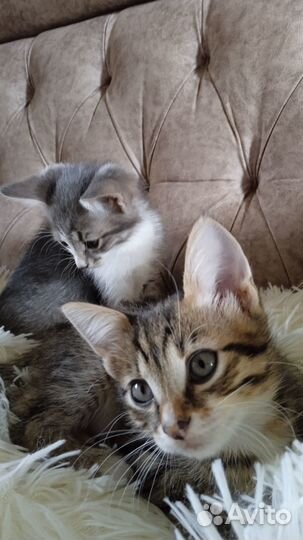 Подарим котят,с бесплатной доставкой на дом)