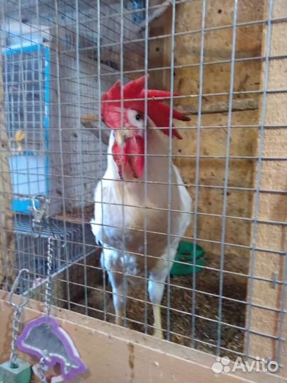 Петушки 3 месяца