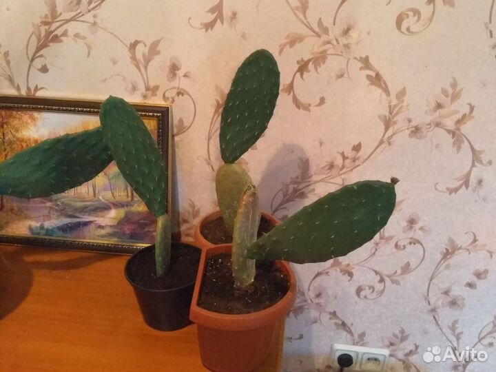 Опунция зимостойкая