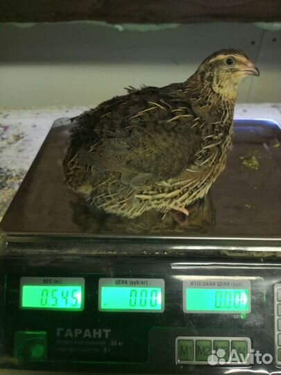 Яйца перепелиные инкубационное