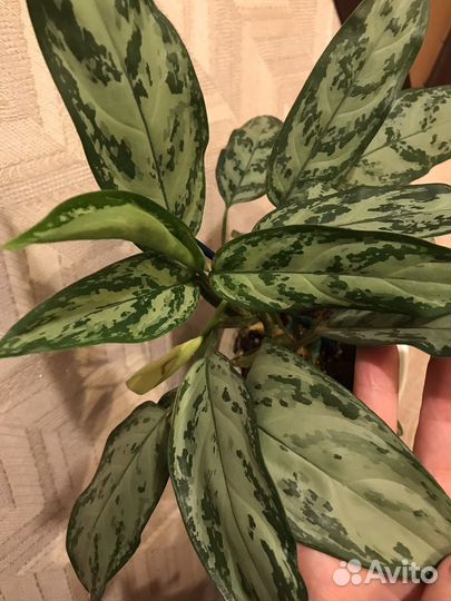 Аглаонемы разные