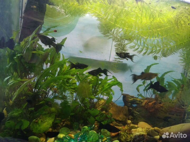 Водоросли для аквариума