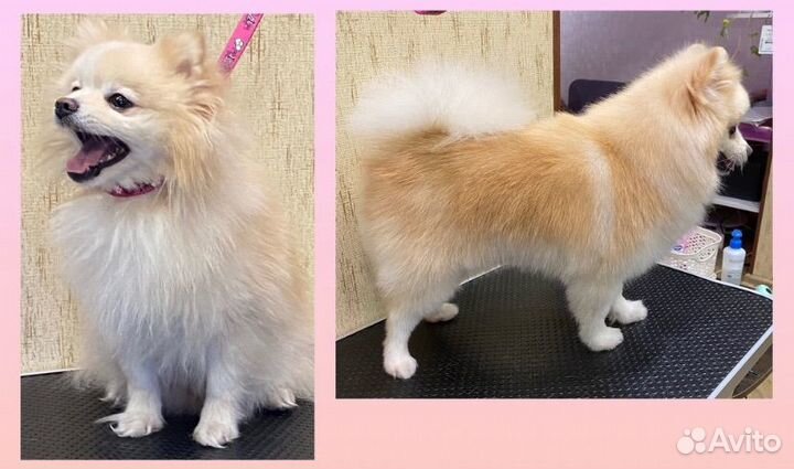 Стоижка собак мелких и средних пород