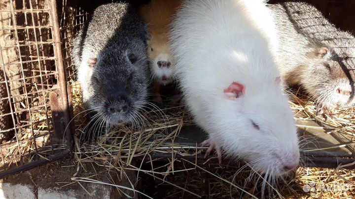 Нутрии на развод