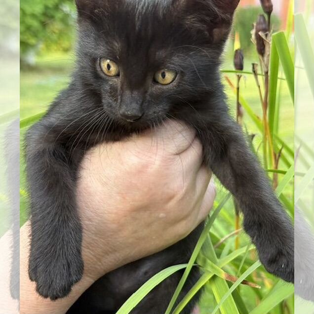Котёнок в добрые руки