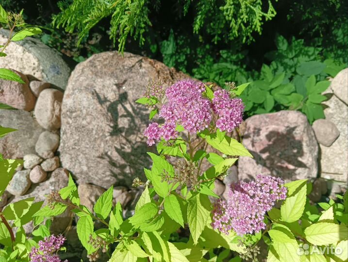 Спирея литл принцесс. Декоративные саженцы