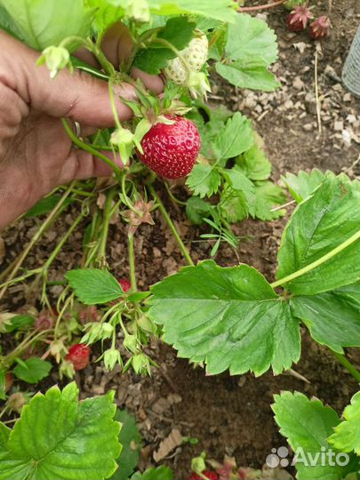 Рассада клубники Негретянка