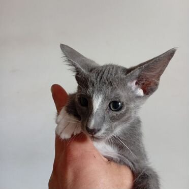 Петерболд котёнок