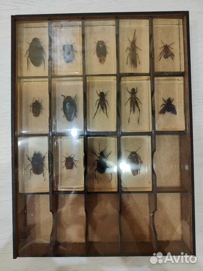 Коллекция жуков DeAgostini