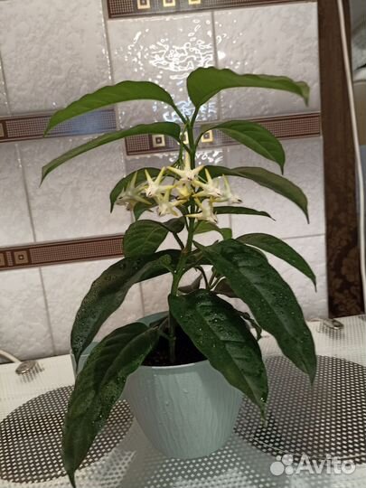 Хойя мультифлора