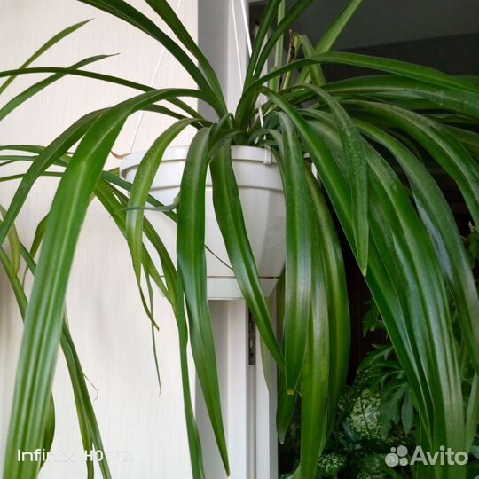 Хлорофитум