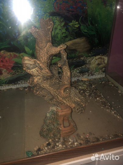 Аквариум 200 л; коряга; креветки; домик для сомика