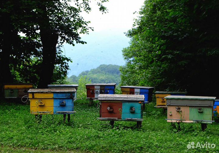 Мед натуральный из Алтая опт