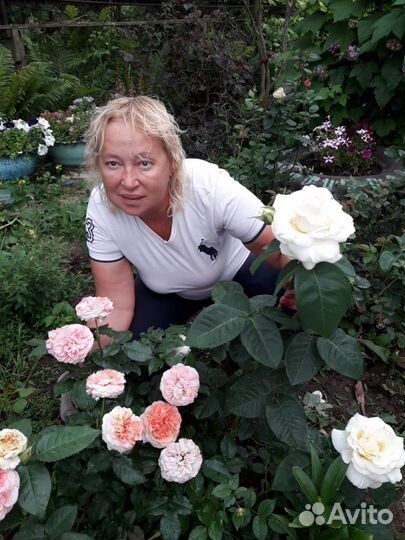 Розы-Гортензия-саженцы-Туя