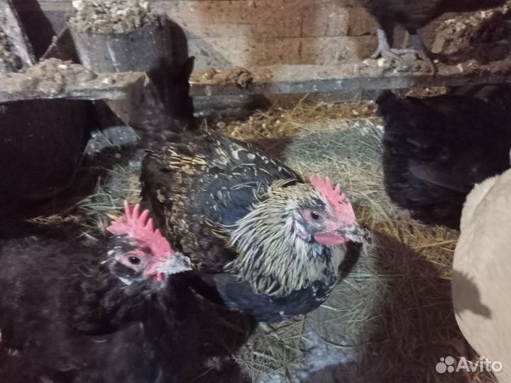 Молодые петушки