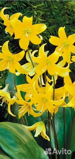 Кандык Пагода