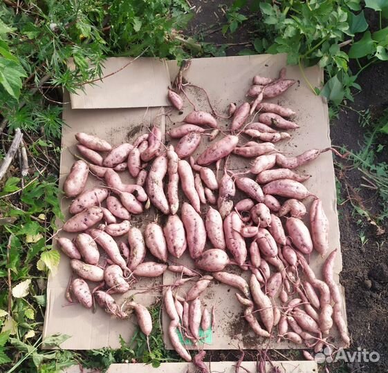 Батат клубни на еду