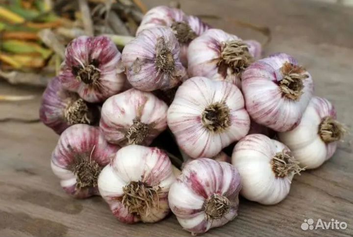 Чеснок качественный на разведение