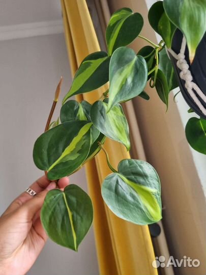Филодендрон бразил черенки