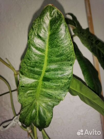 Филодендрон Параисо верде