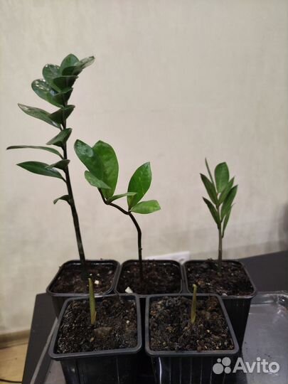 Комнатные растения