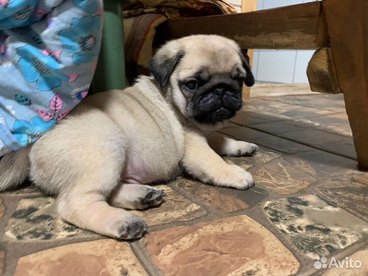 Щенки мопса