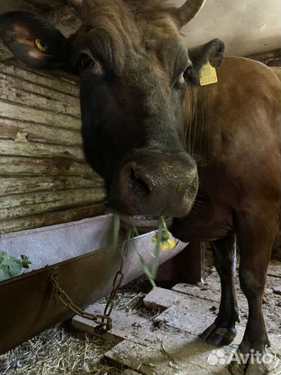 Корова стельная