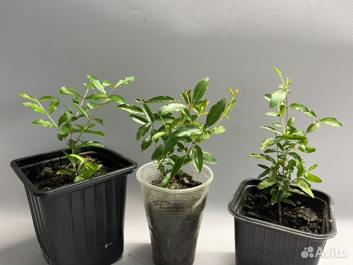 Гранат комнатный, гибискус махровый красный