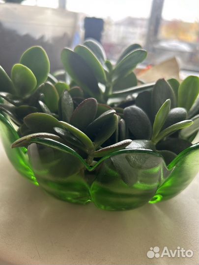 Крассула толстянка денежное дерево