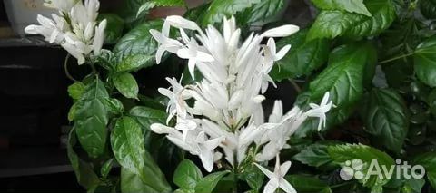 Красивоцветущие комнатные растения