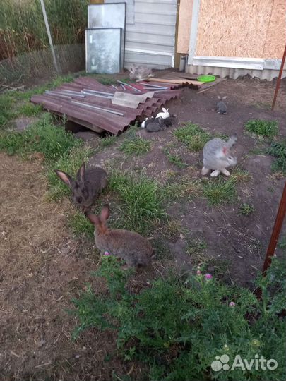 Кролики продажа