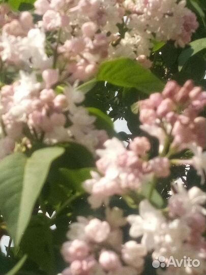 Букет сортовой сирени