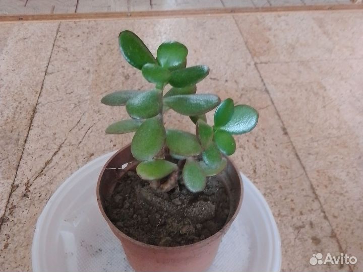Толстянка- денежное дерево