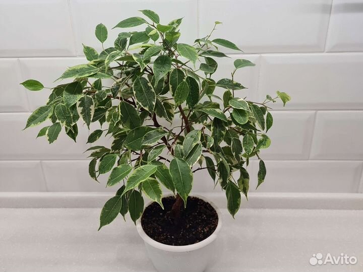 Фикус Бенджамина Кинки