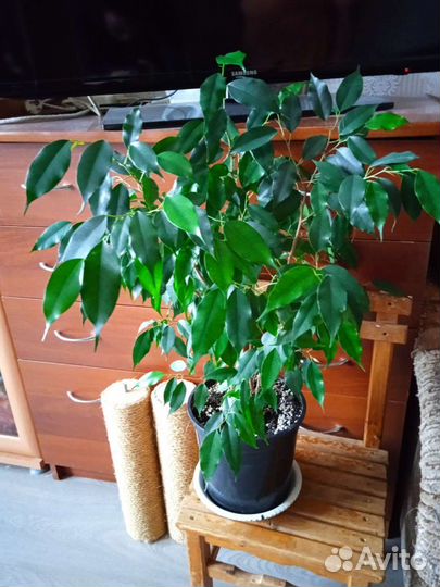 Фикус Бенджамина Даниель, Реджинальд, Неон,Спатифи