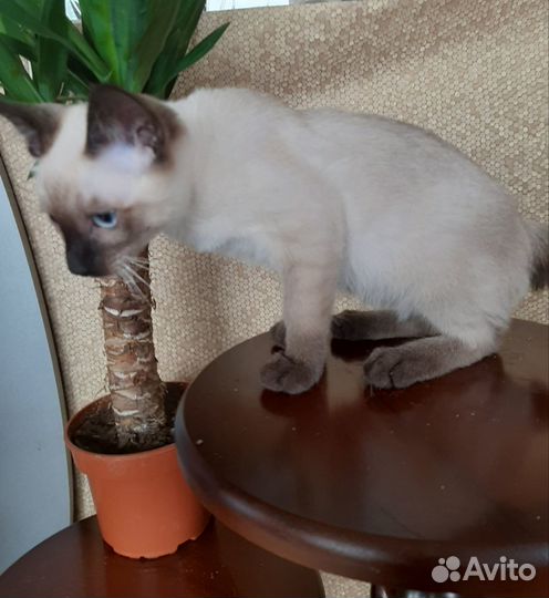 Меконгский бобтейл