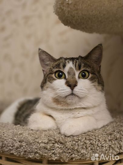 Спасите Тень Анатольевну